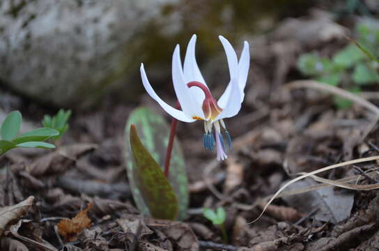 Image of Dog tooth lily