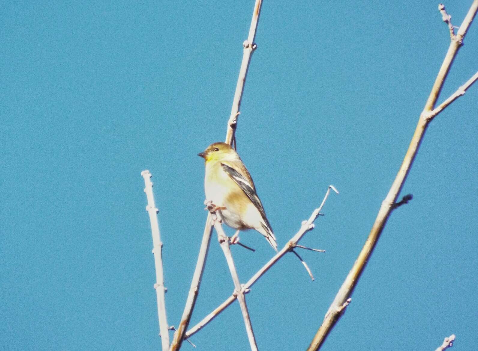 Image of American Goldfinch