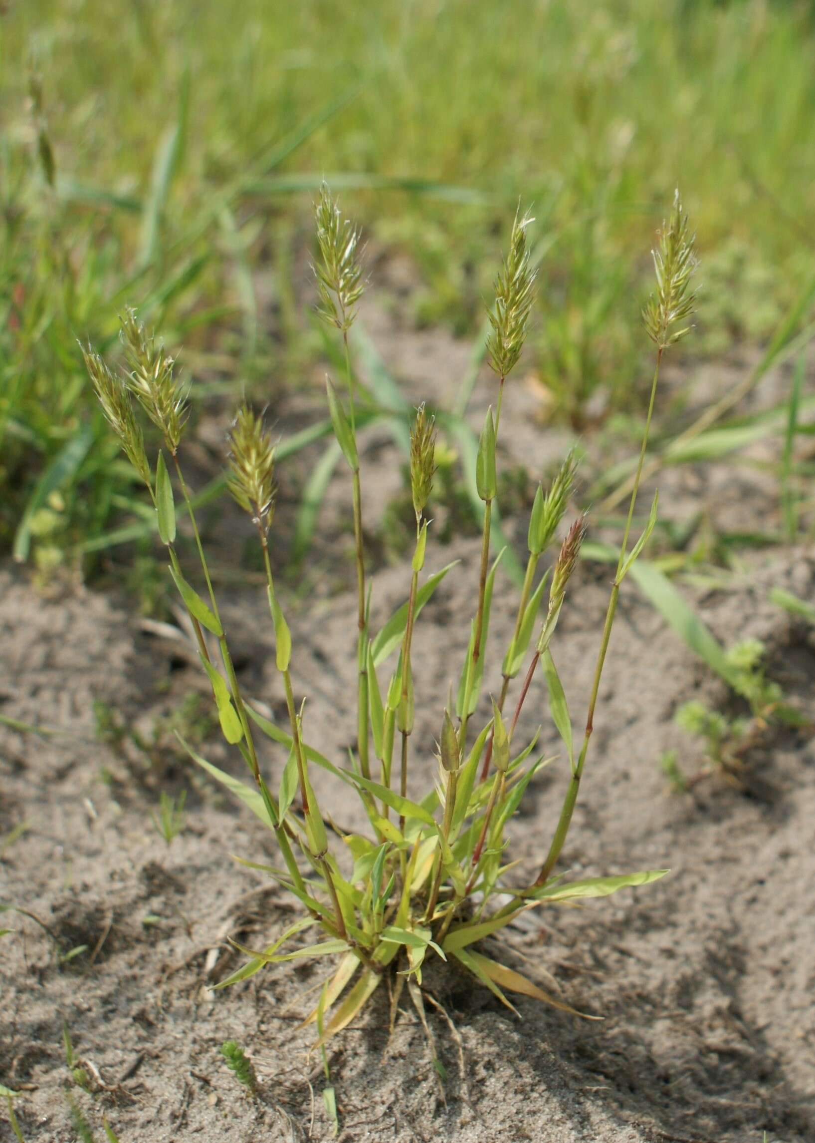 Image of annual vernal-grass