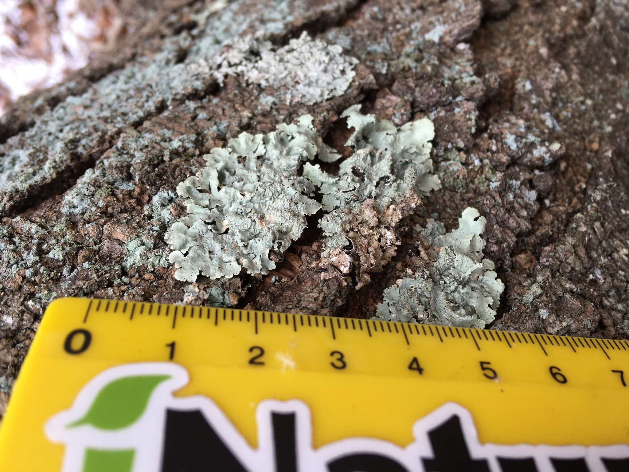 Image of Common greenshield lichen