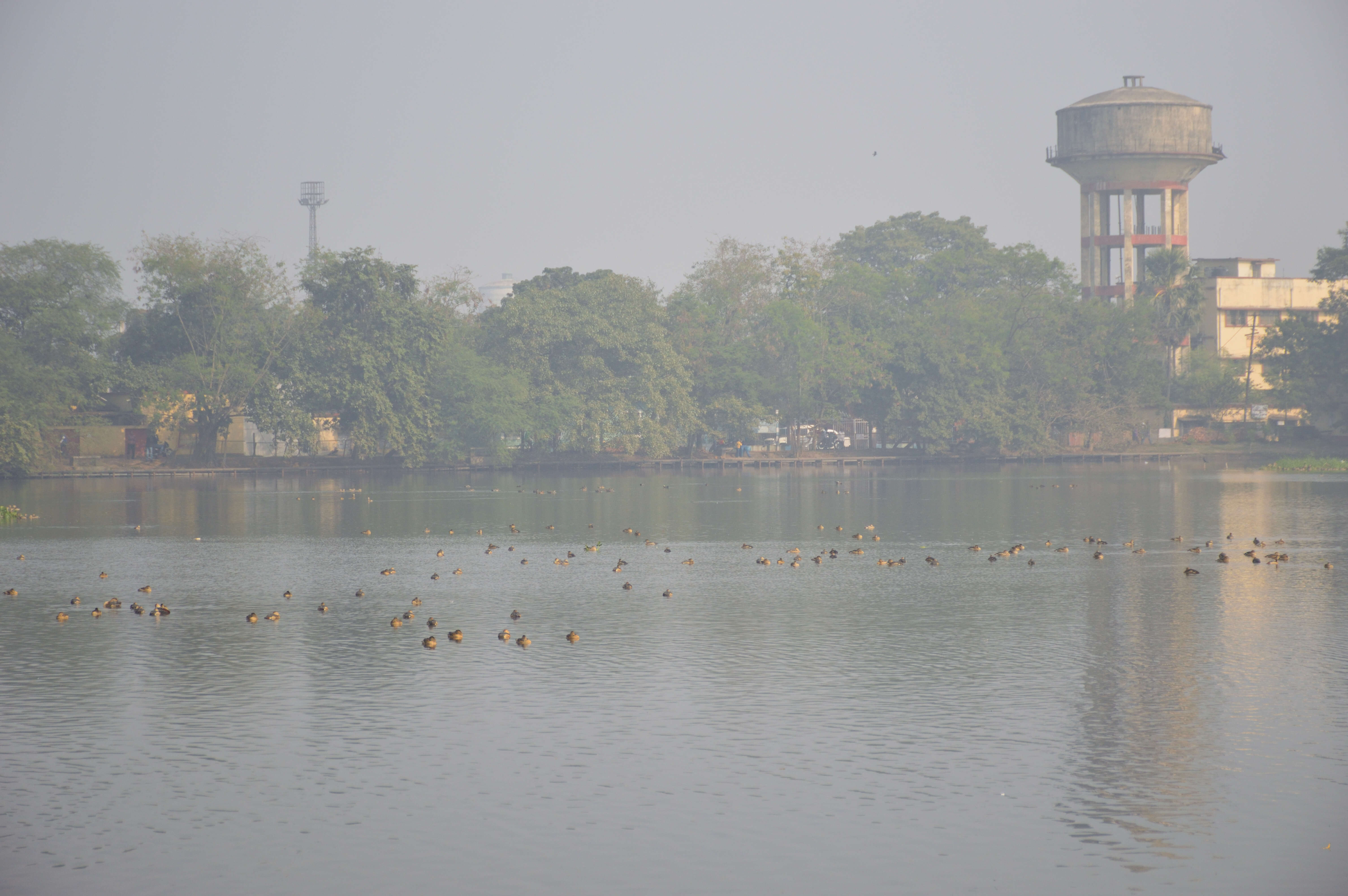 Image of Lesser Whistling Duck