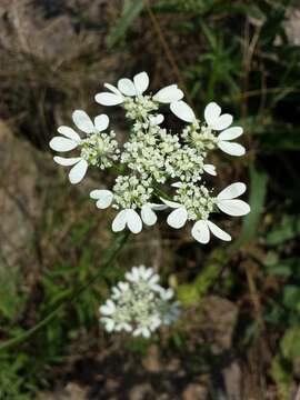 Orlaya grandiflora (L.) Hoffm. resmi