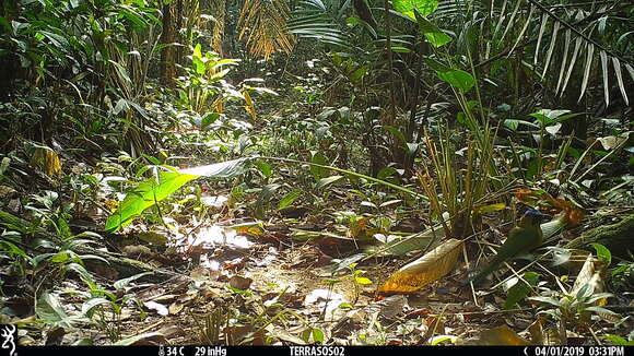 Image of Amazonian Motmot