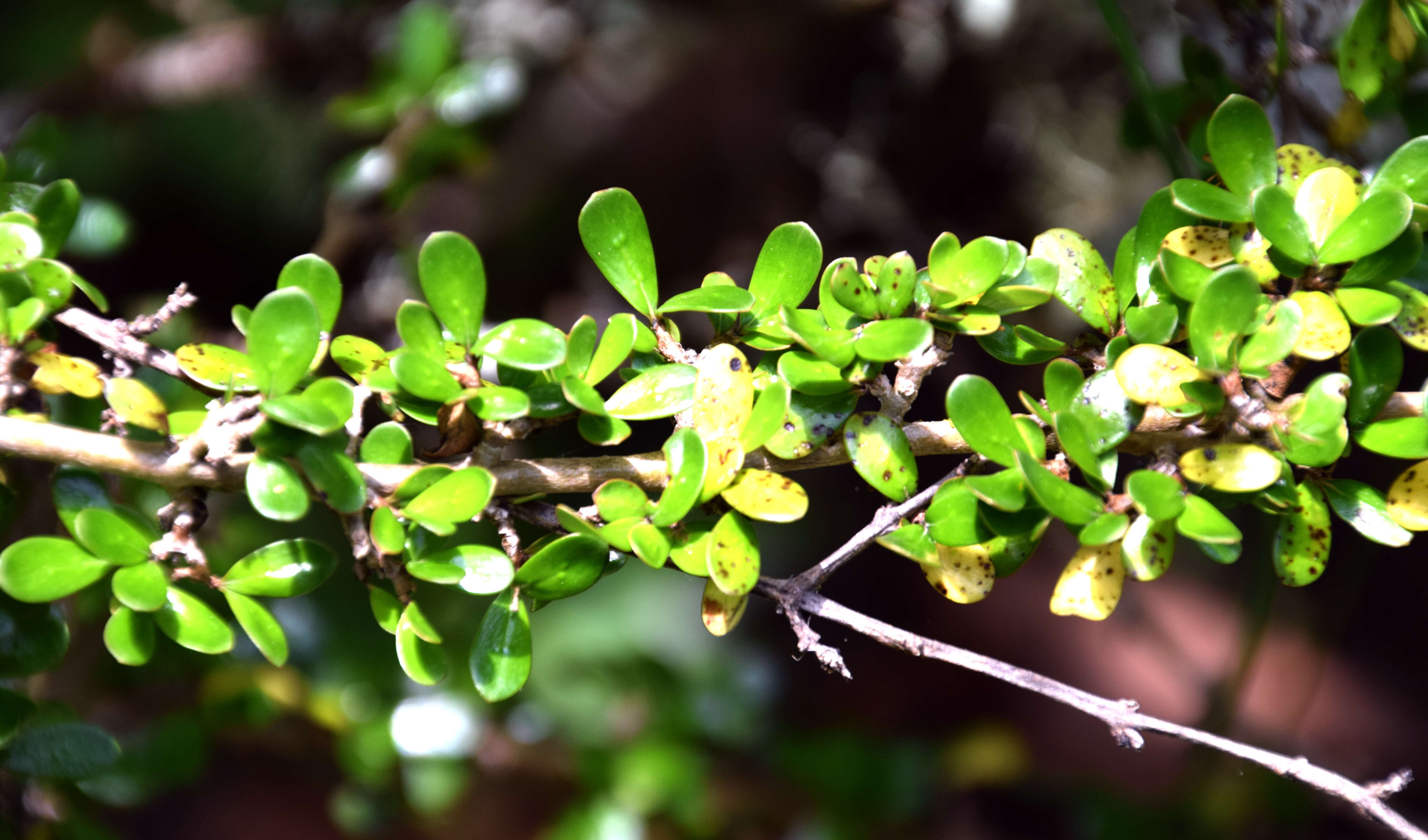 Imagem de Coprosma propinqua A. Cunn.