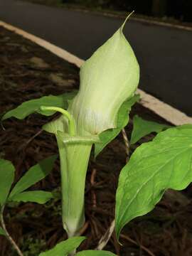 Arisaema yamatense (Nakai) Nakai的圖片