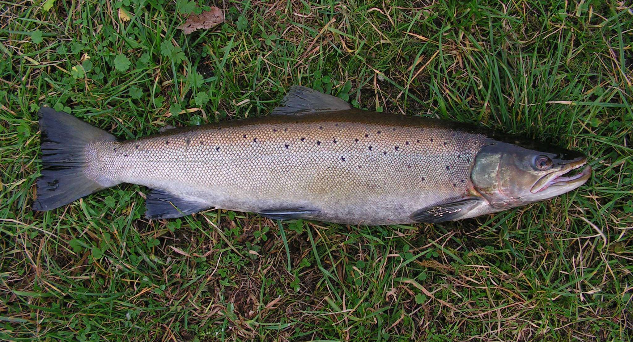 Image of Brown Trout