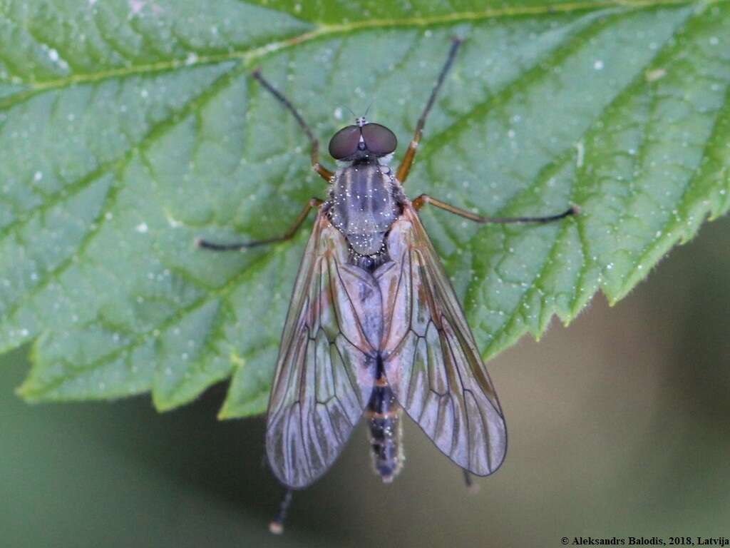 Image of Rhagio annulatus (De Geer 1776)