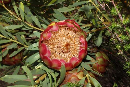 Image of Protea namaquana J. P. Rourke