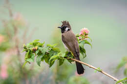 Image of Himalayan Bulbul