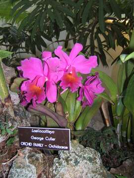 Image of Laeliocattleya