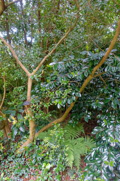 Image of Camellia saluenensis Stapf ex Bean