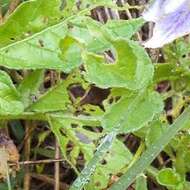 Image of Commerson's nightshade