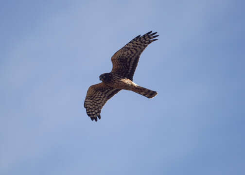 Image of Northern Harrier