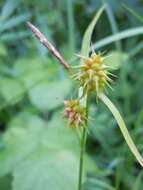 Image of Large Yellow-sedge