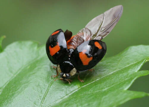 Imagem de Brumus quadripustulatus (Linnaeus 1758)