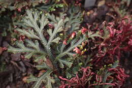 Image of Selaginella erythropus (Mart.) Spring