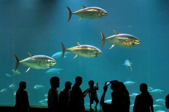 Image of Pacific Bluefin Tuna