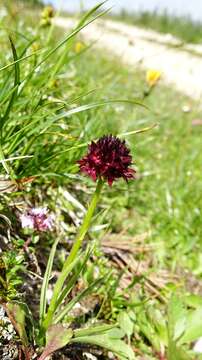 صورة Gymnadenia rhellicani (Teppner & E. Klein) Teppner & E. Klein