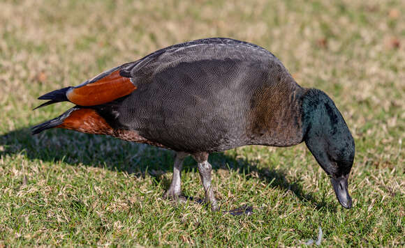 Image of Paradise Shelduck