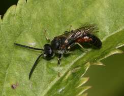 Plancia ëd Lasioglossum Curtis 1833