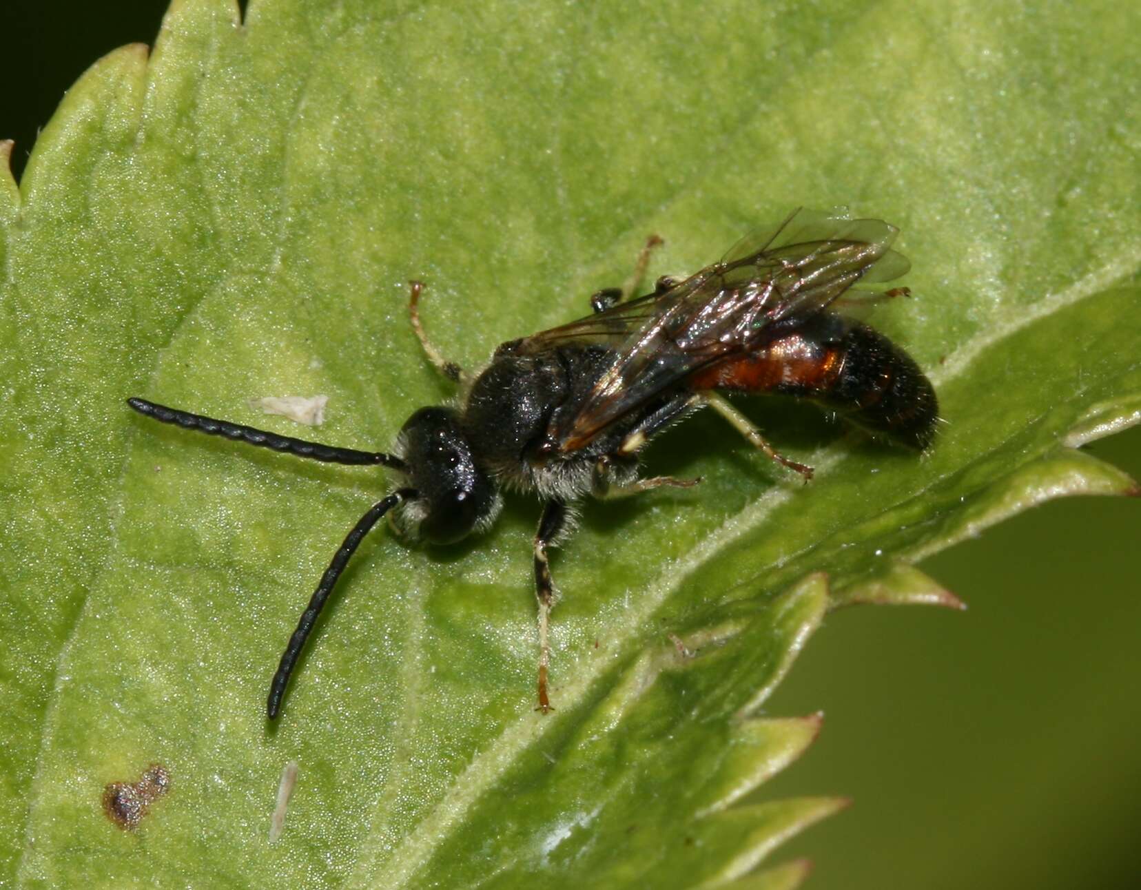 Image of sweat bees