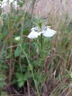 Nigella arvensis L. resmi