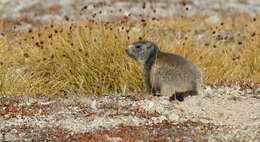 Imagem de Marmota marmota (Linnaeus 1758)