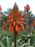 Image of candelabra aloe