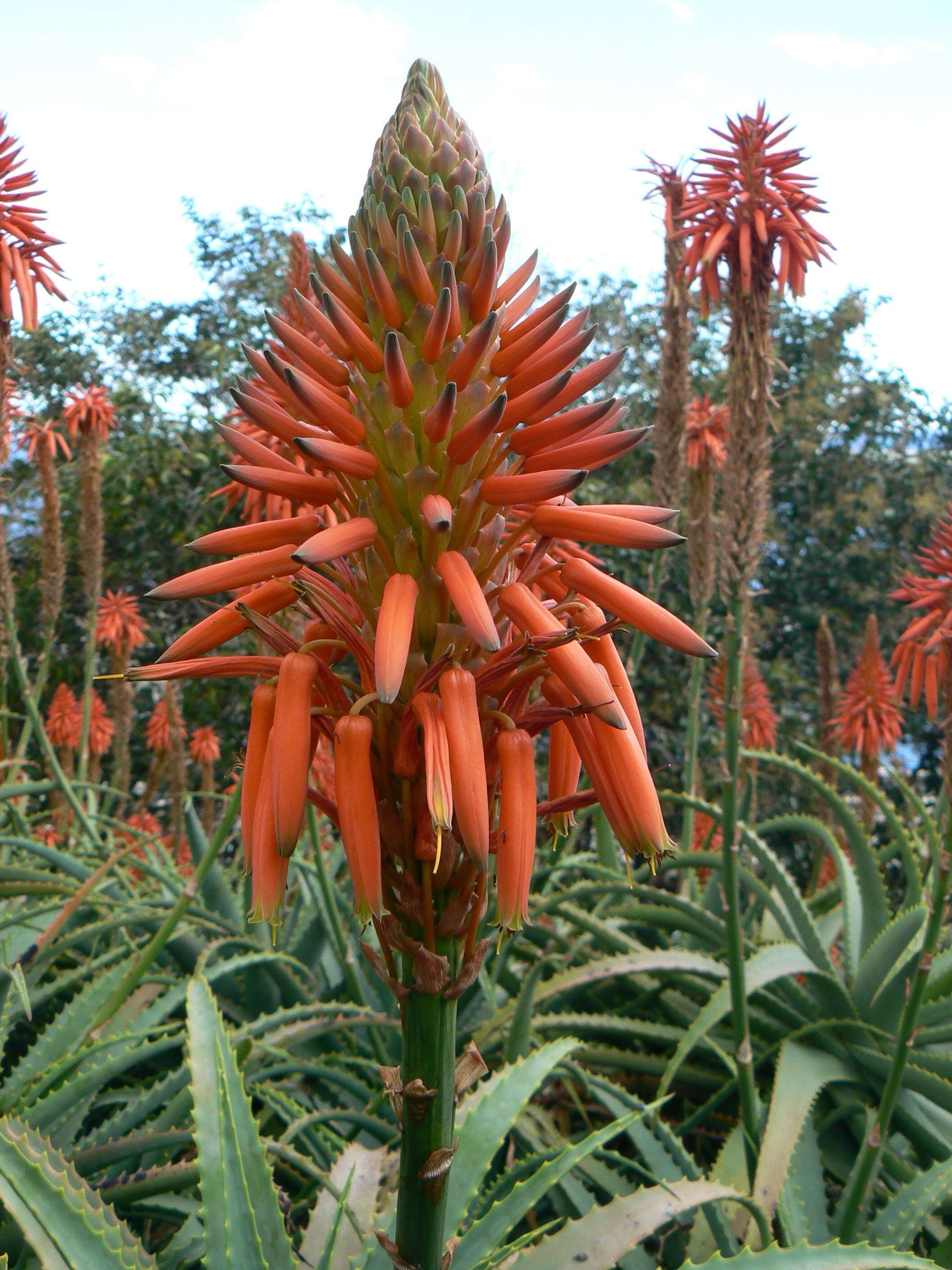 Image of candelabra aloe