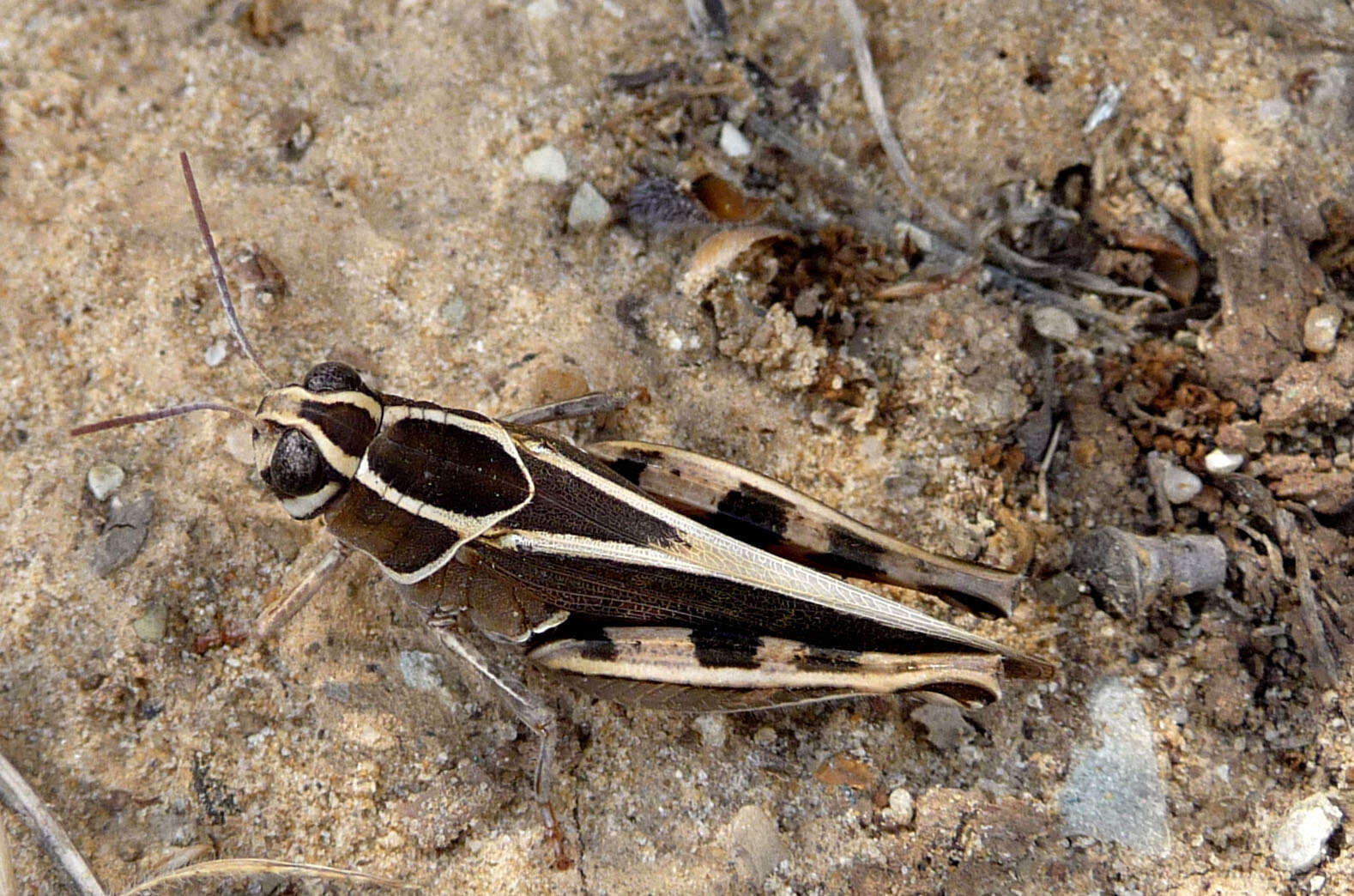 Image of Calliptamus barbarus (Costa & O. G. 1836)