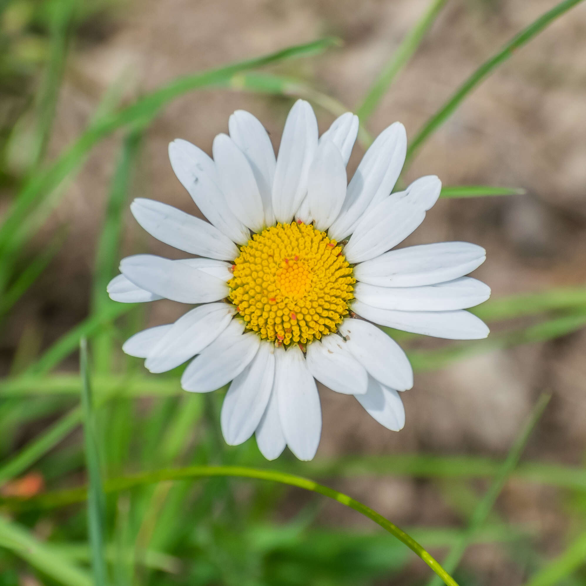 Image of Oxeye Daisy