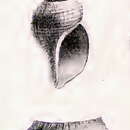 Sivun Bathybela nudator (Locard 1897) kuva