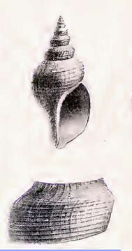 Image of Bathybela nudator (Locard 1897)