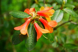 Image of Cinnabar-flowered Rhododendron