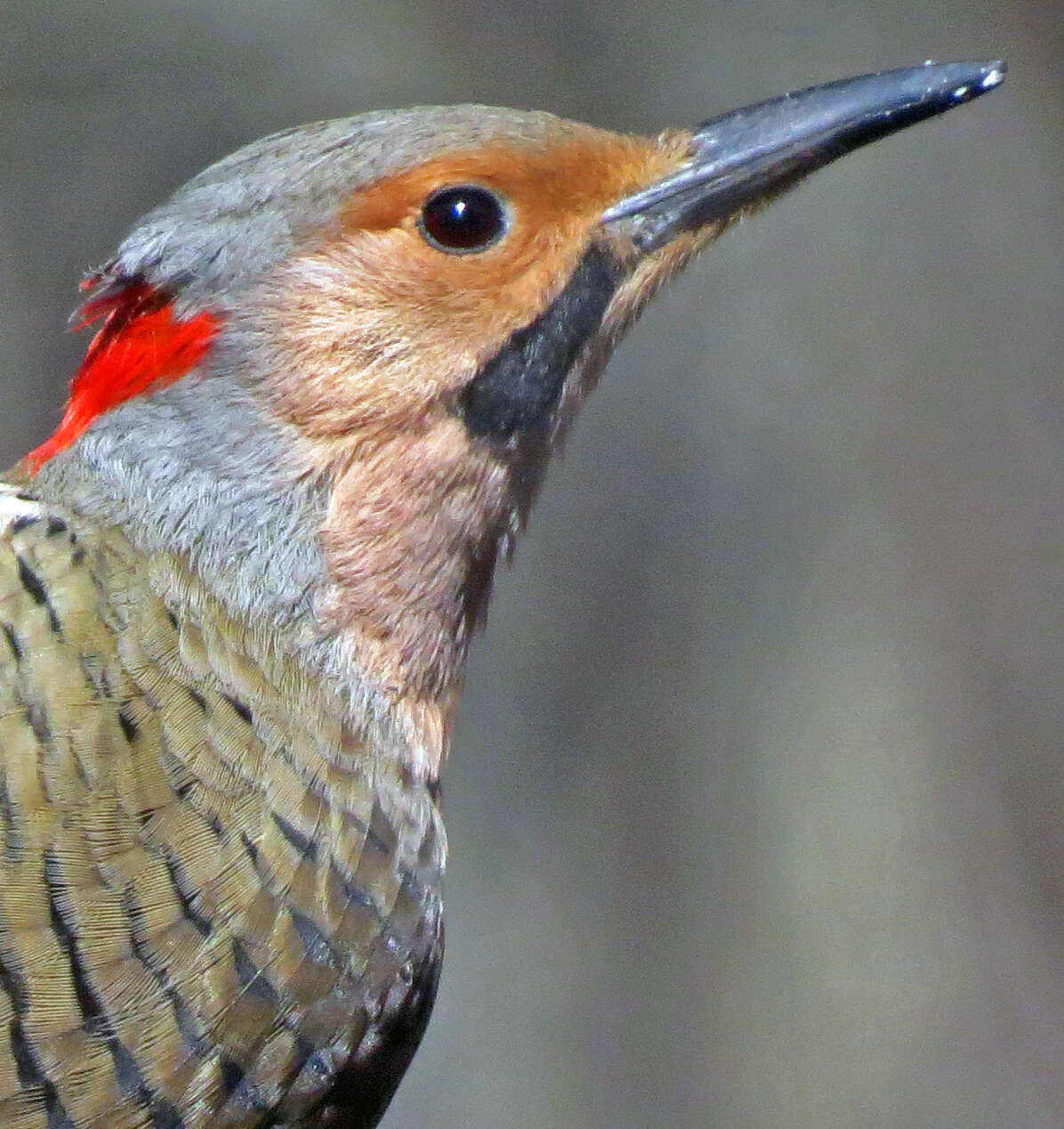 Image of Northern Flicker