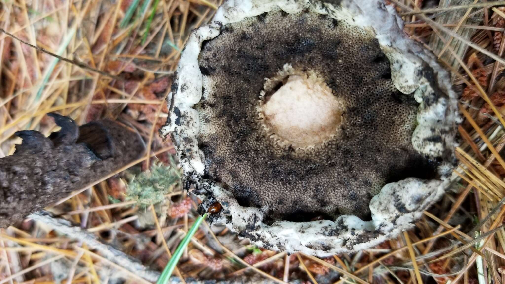 Слика од Strobilomyces strobilaceus (Scop.) Berk. 1851