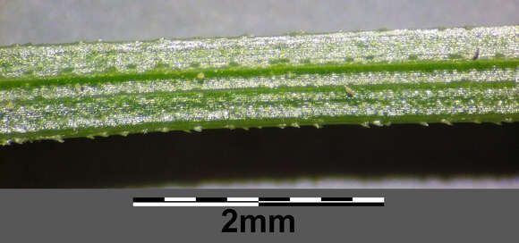 Image of quaking-grass sedge