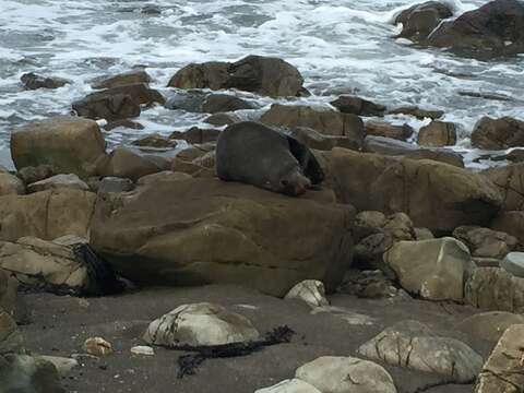 Image of Antipodean Fur Seal