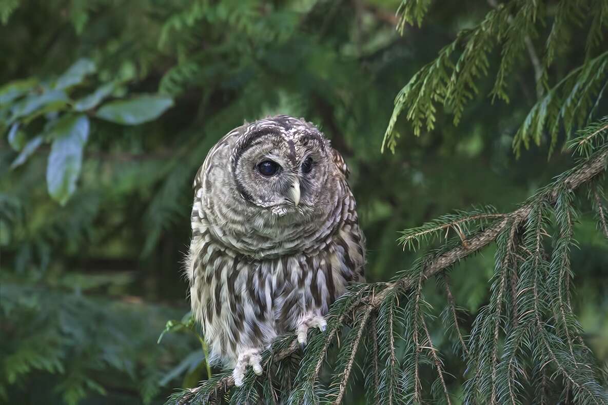 Image of Barred Owl