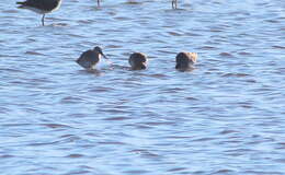 Image of Short-billed Dowitcher