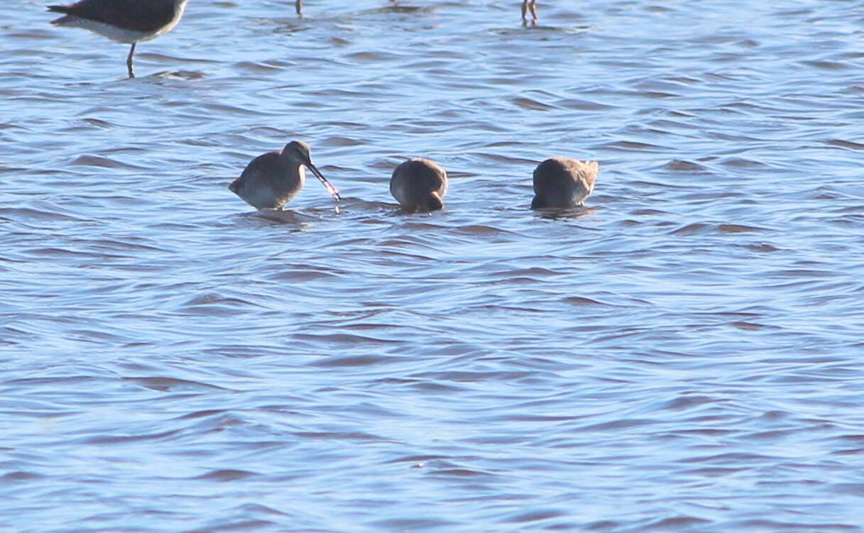 Image of Short-billed Dowitcher