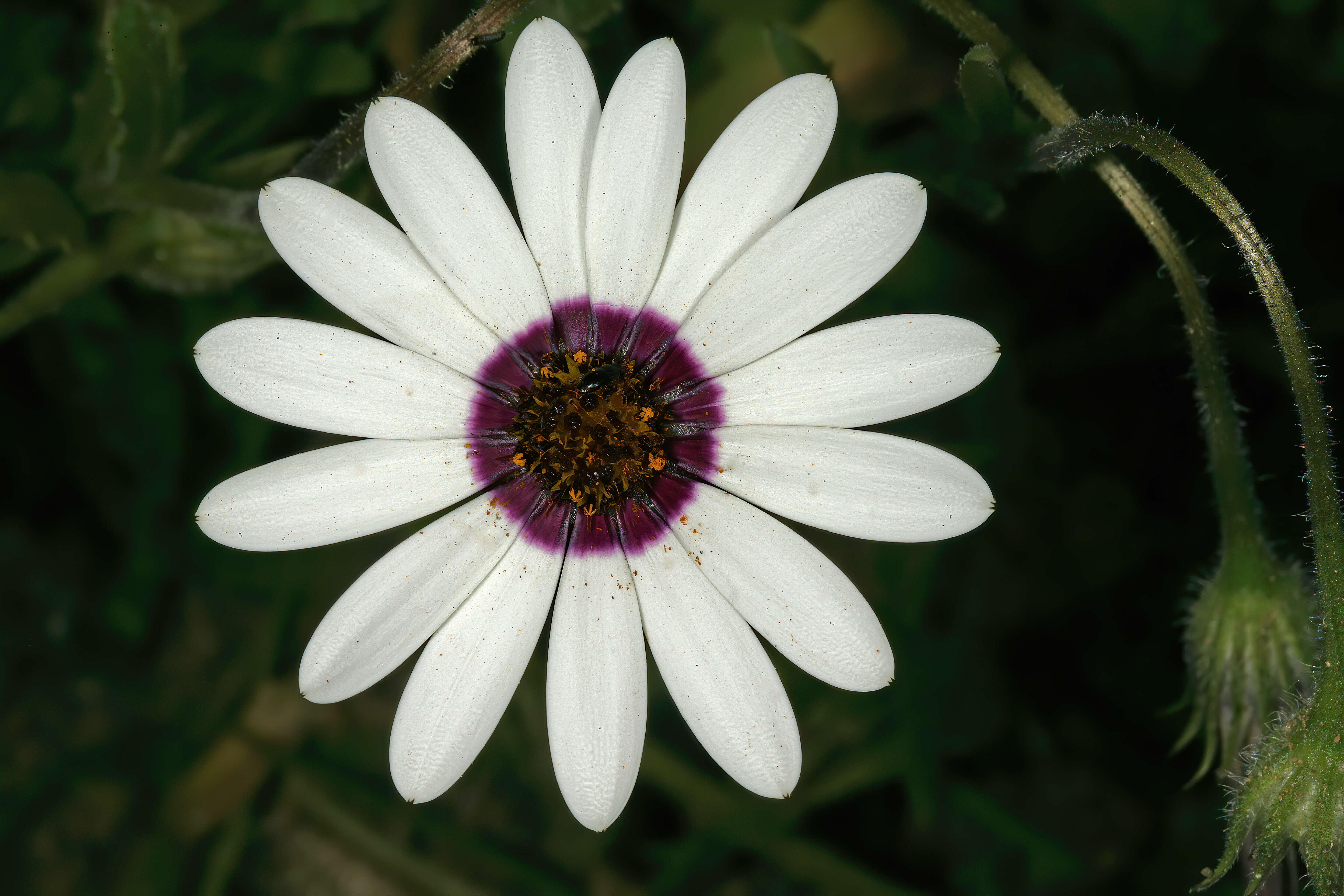 Image de Dimorphotheca pluvialis (L.) Moench