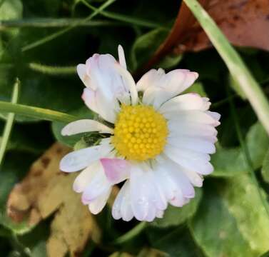 Image of Daisy