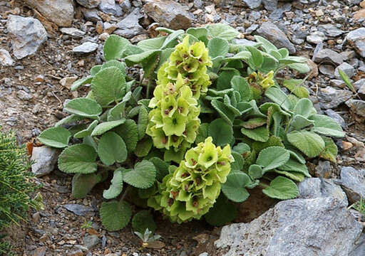 Image of Salvia absconditiflora Greuter & Burdet