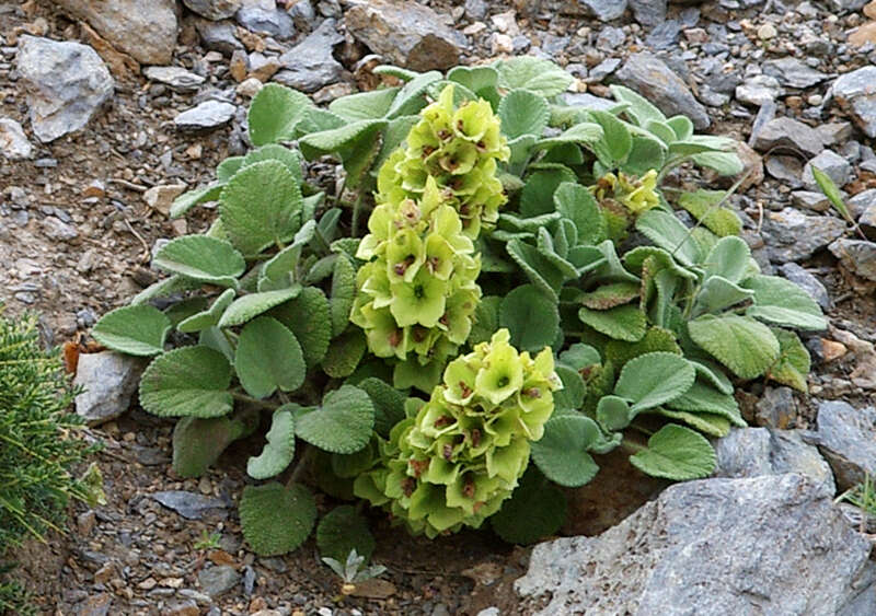 Imagem de Salvia absconditiflora Greuter & Burdet