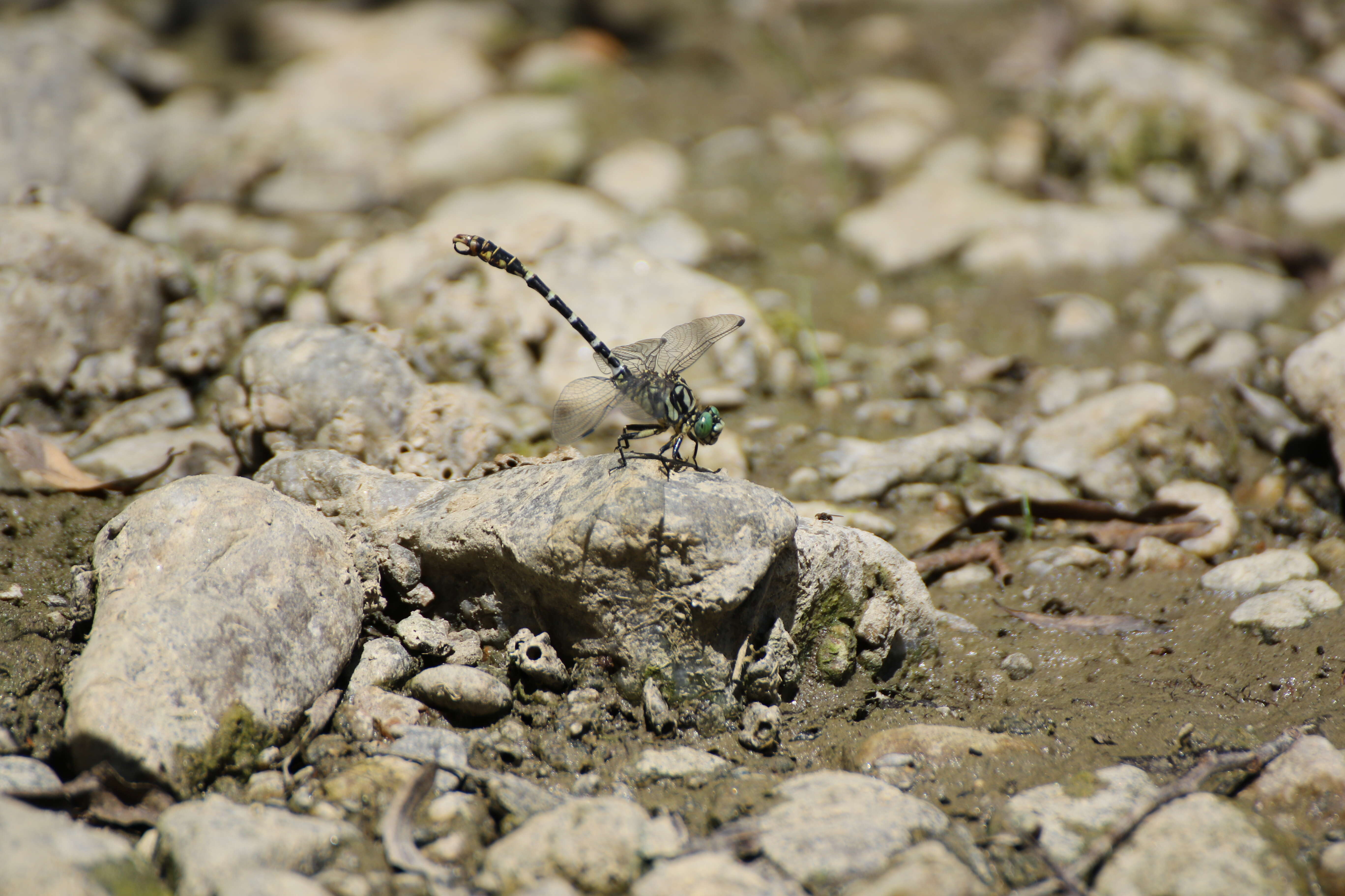 Image of Green-eyed Hooktail