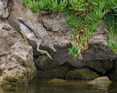 Image of Night Herons