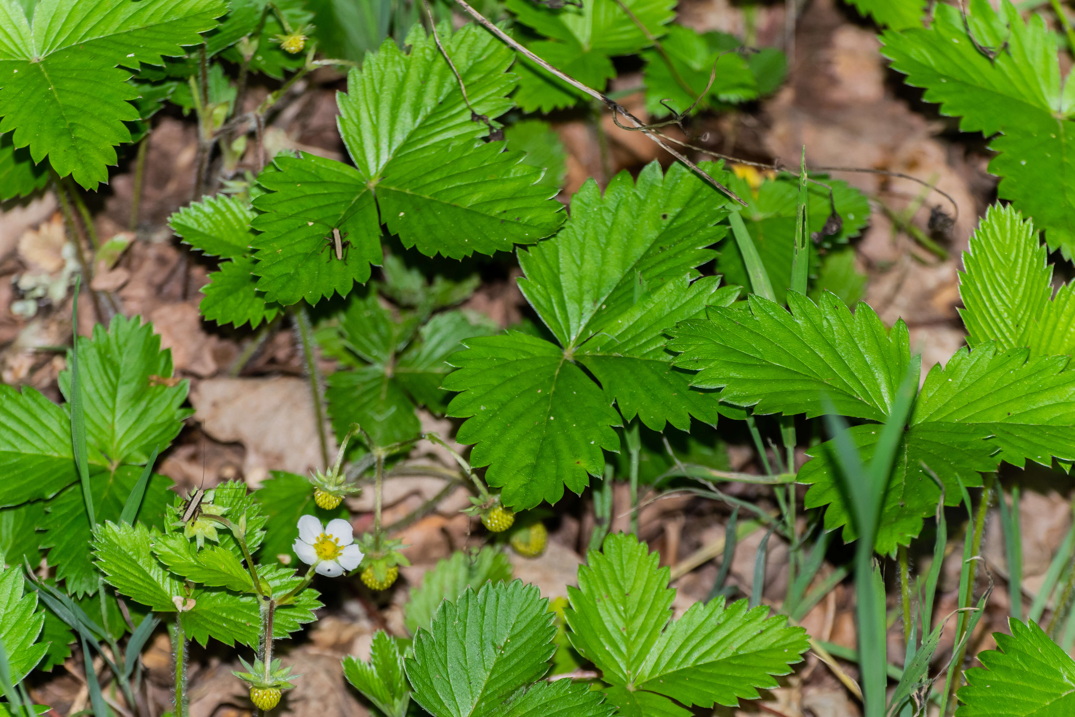 Image of woodland strawberry