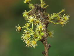 Image of Flacourtia montana J. Grah.