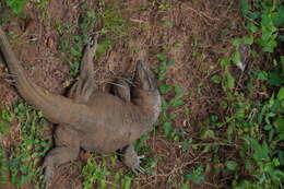 Image of Bengal Monitor Lizard